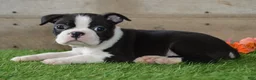 Boston Terrier dogs for sale: Jayce - Ad 4