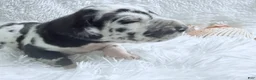 Great Dane dogs for sale: Hera - Ad 5