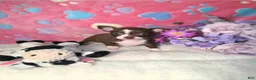 Chihuahua dogs for sale: Chihuahua 3 - Ad 1