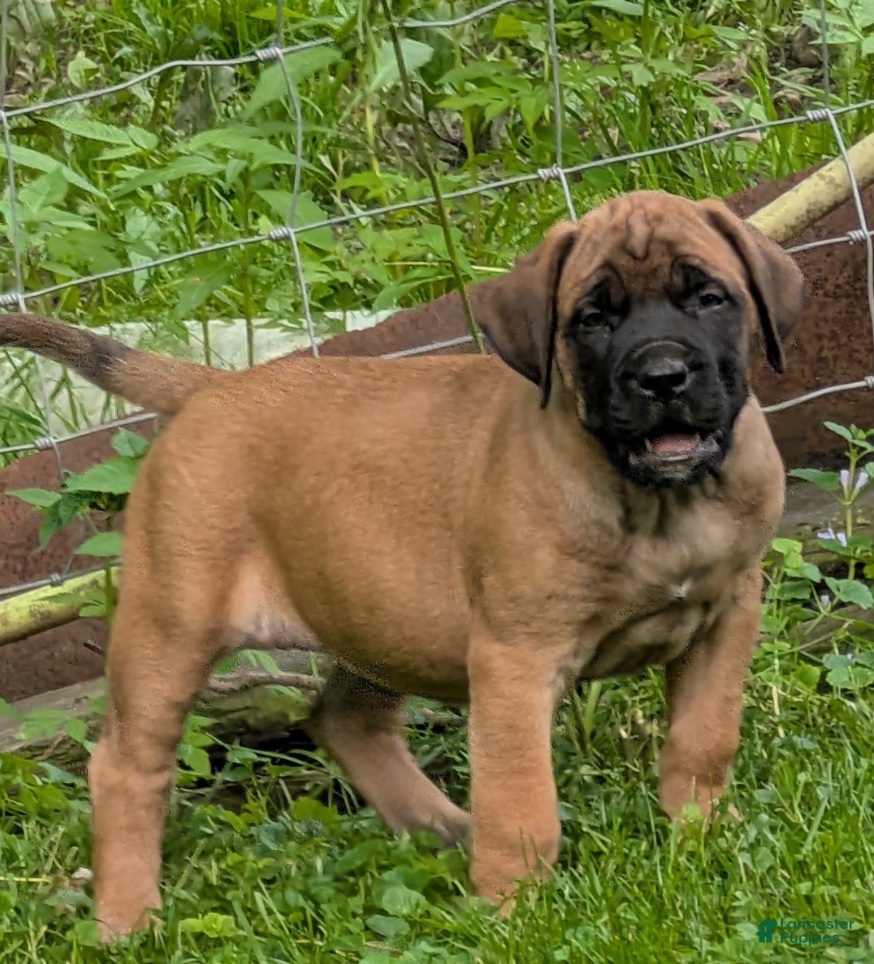 English Mastiff dogs English Mastiff Puppy 1 - Ad 1