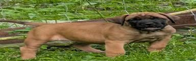 English Mastiff Puppy 1