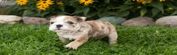 English Bulldog dogs for sale: Buster  - Ad 5