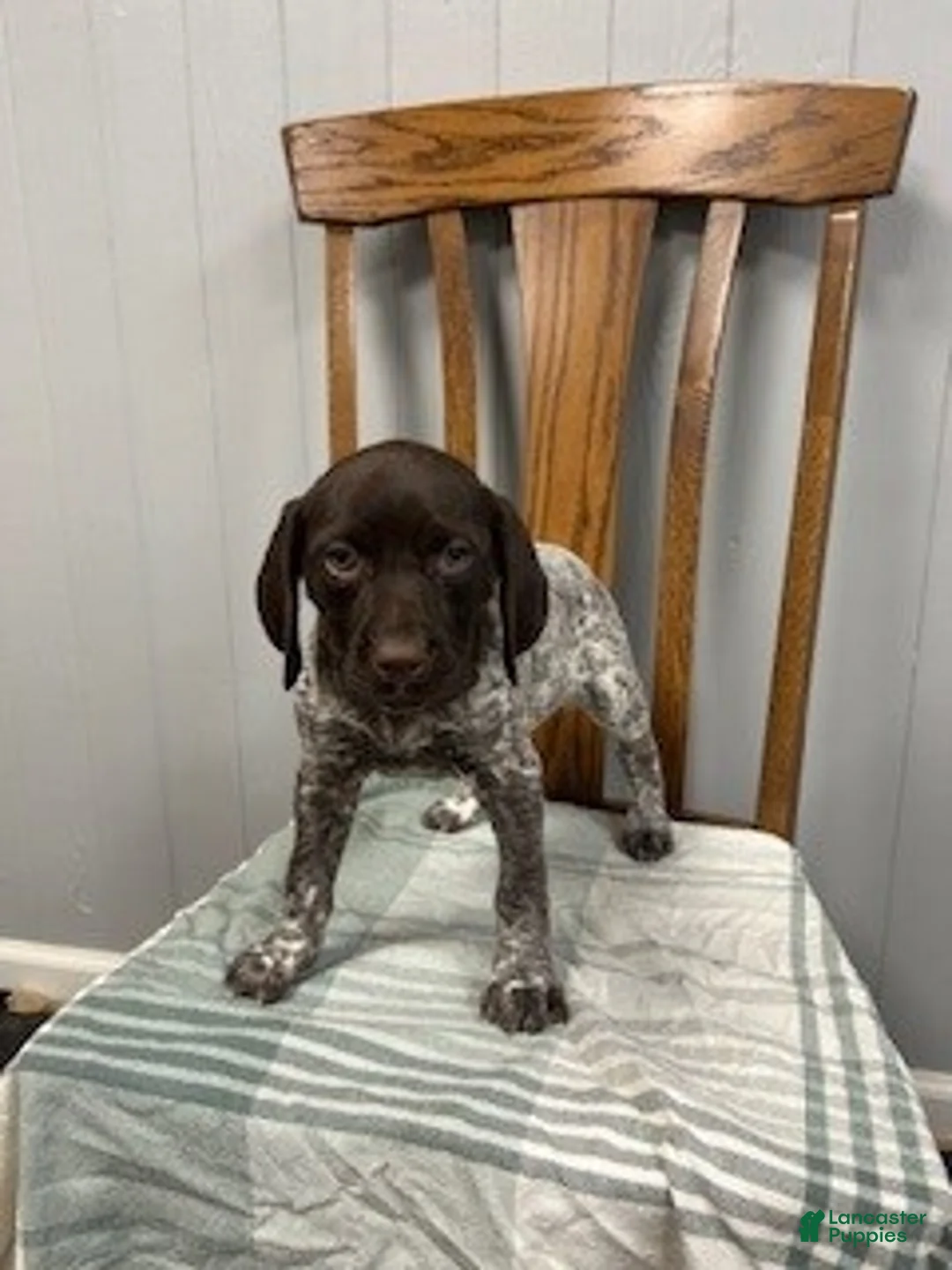 German Shorthaired Pointer dogs for sale: Bailey - Ad 2