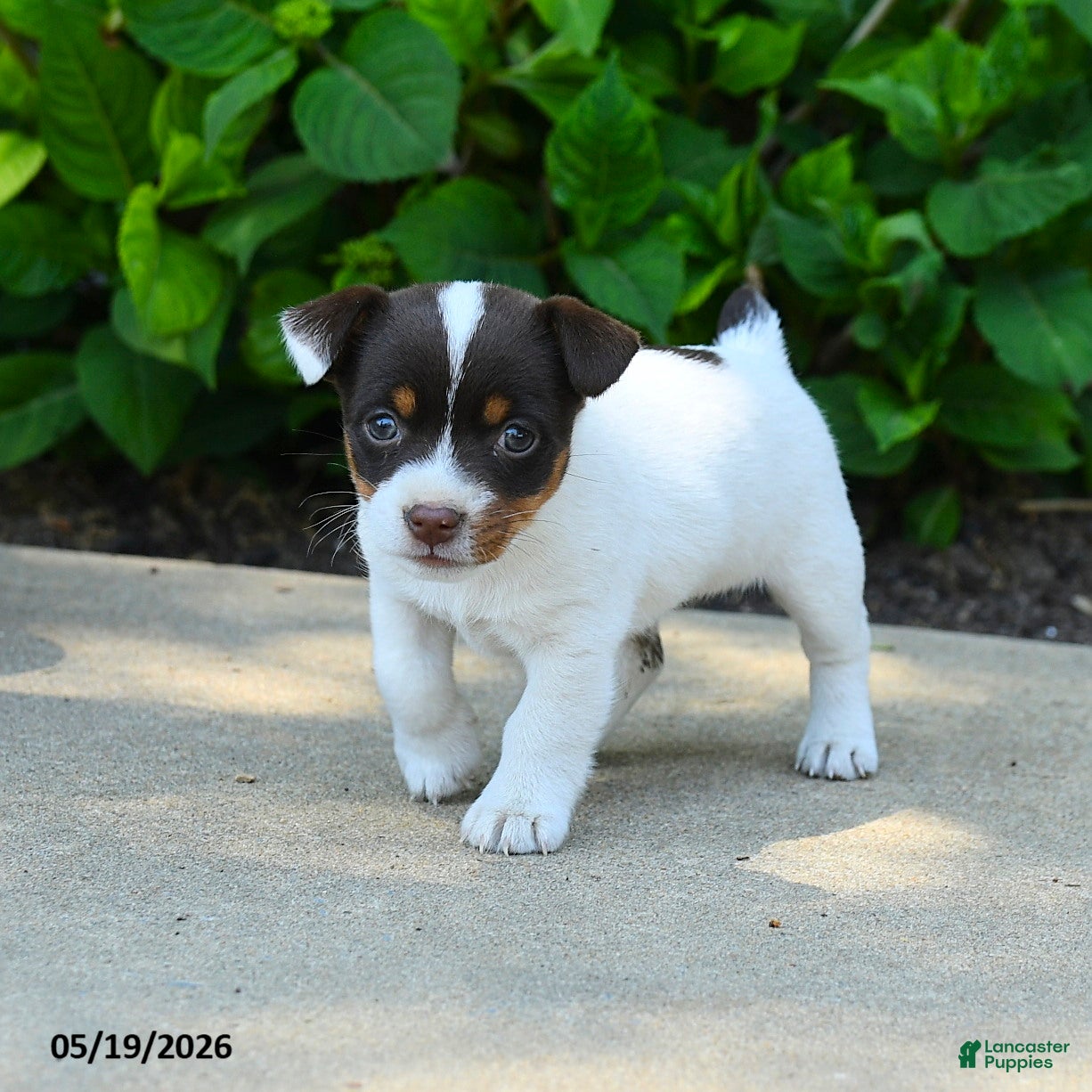 Jack Russell Terrier dogs Bessie - Ad 2