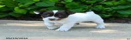 Jack Russell Terrier dogs for sale: Bessie - Ad 2