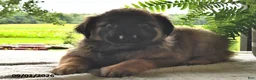 Mixed Breed dogs for sale: Buster - Ad 3