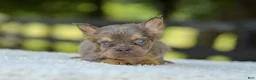 French Bulldog dogs for sale: Liam - Ad 9