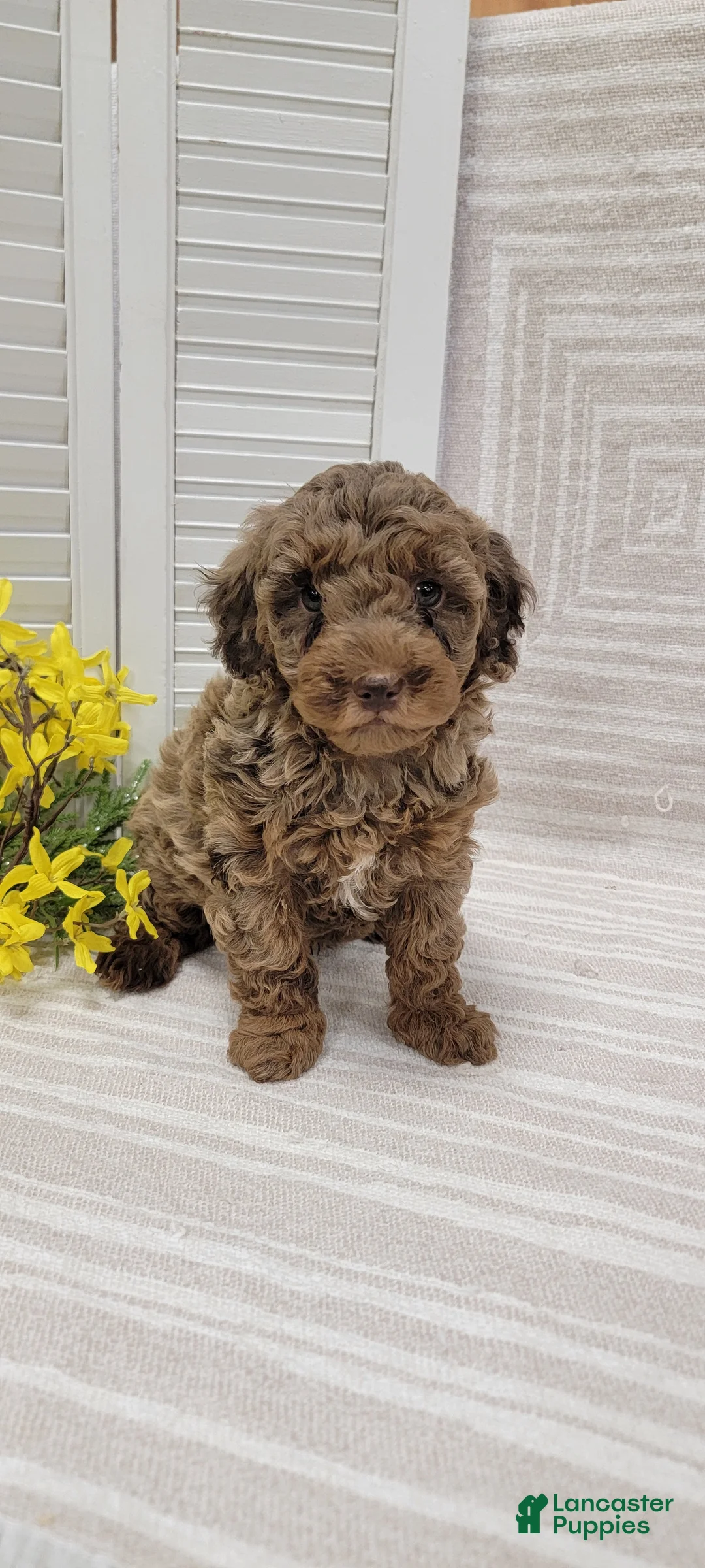 Cockapoo dogs for sale: Rocky - Ad 1