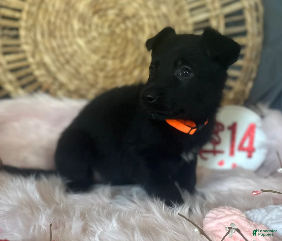 German Shepherd dogs for sale: Dahlia  - Ad 4