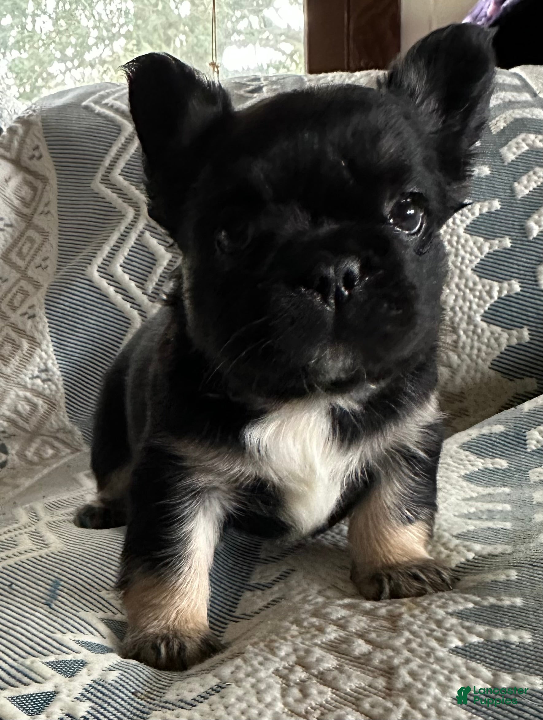 French Bulldog dogs French Bulldog Puppy 2 - Ad 1