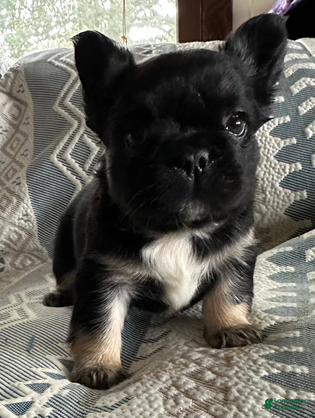 French Bulldog dogs for sale: French Bulldog Puppy 2 - Ad 1
