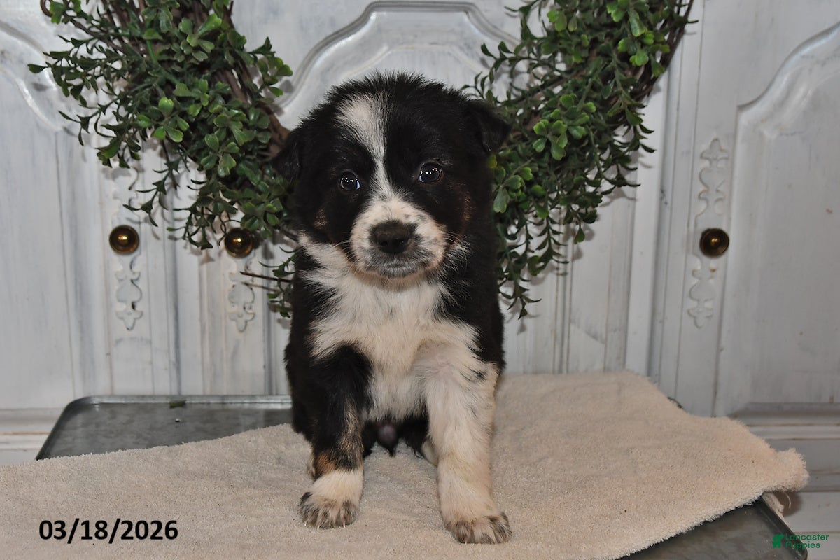 Mixed Breed dogs Allie - Ad 1