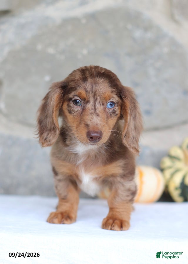 Miniature Dachshund dogs Tina - Ad 2