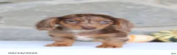 Miniature Dachshund dogs for sale: Tina - Ad 2