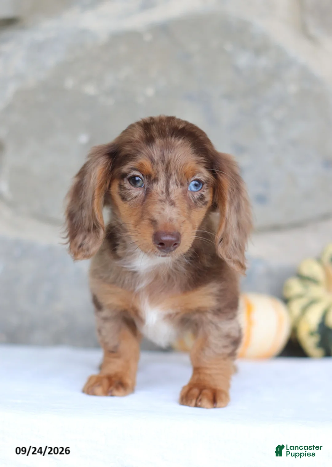 Miniature Dachshund dogs for sale: Tina - Ad 2