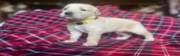 Golden Retriever dogs for sale: Lucas - Ad 12