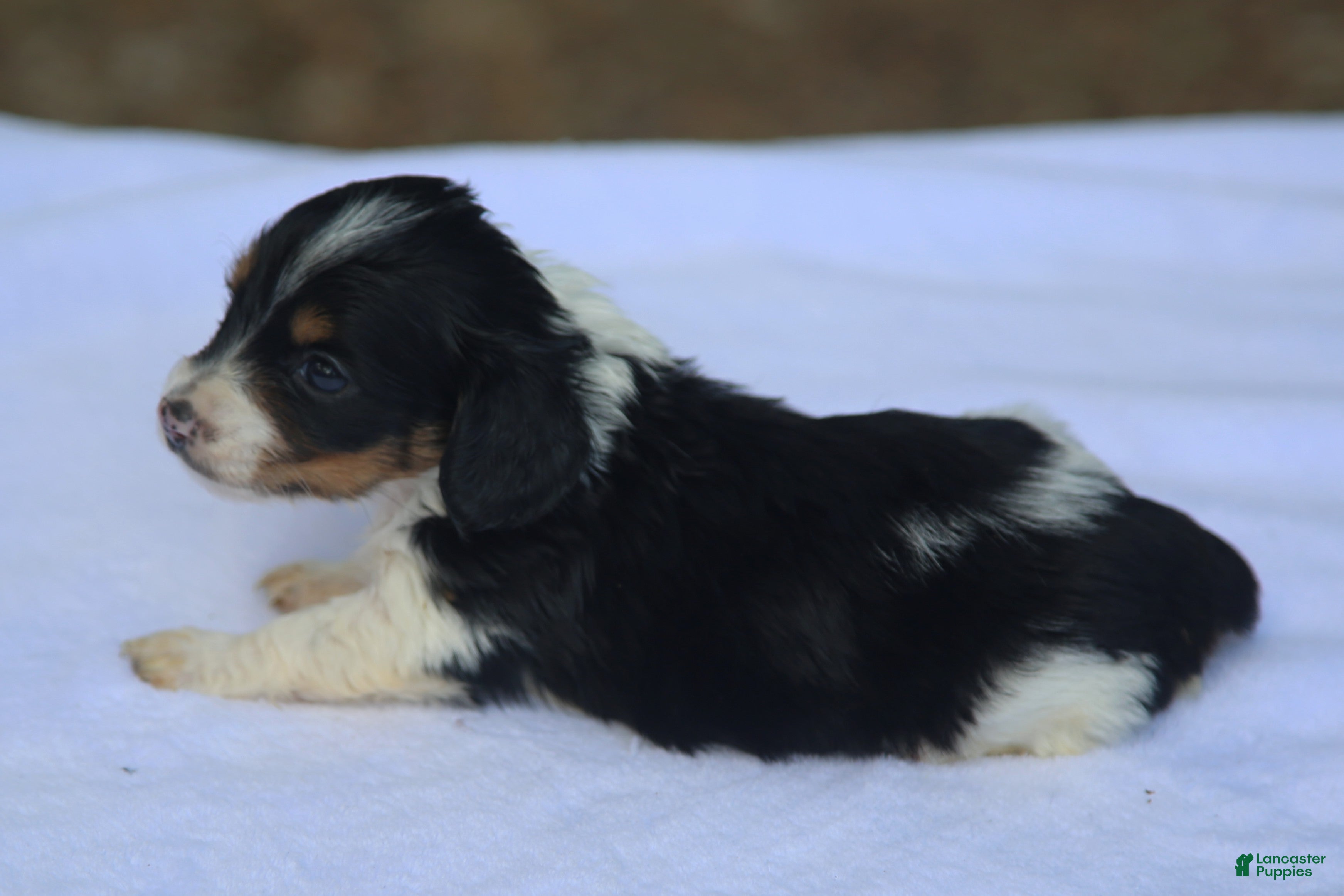Dachshund dogs for sale: Black and Tan Piebald Female  - Ad 2
