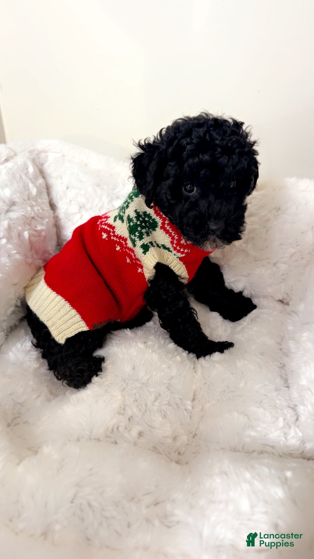 Maltipoo dogs for sale: Rover  - Ad 3