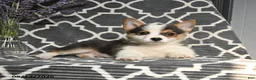 Welsh Corgi Pembroke dogs for sale: Cheif - Ad 4