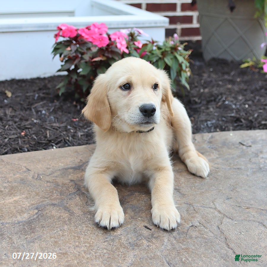 Golden Retriever dogs Mikayla - Ad 2