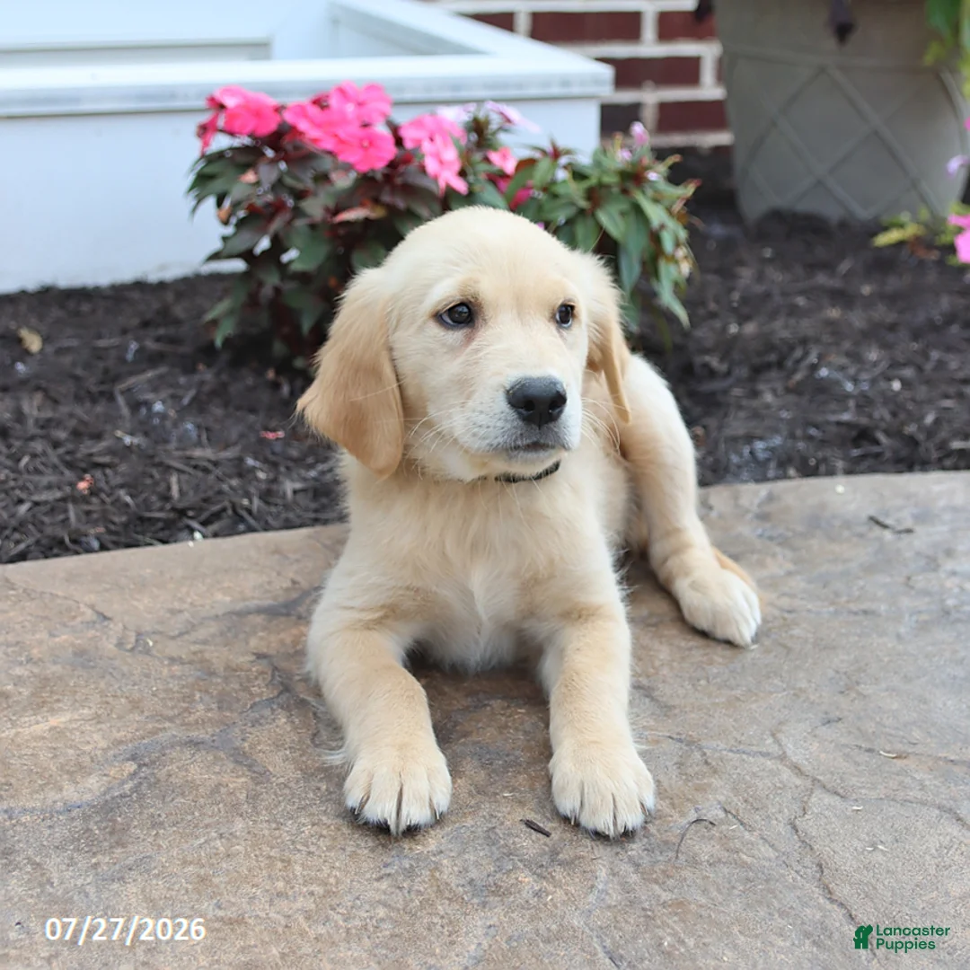 Golden Retriever dogs for sale: Mikayla - Ad 2