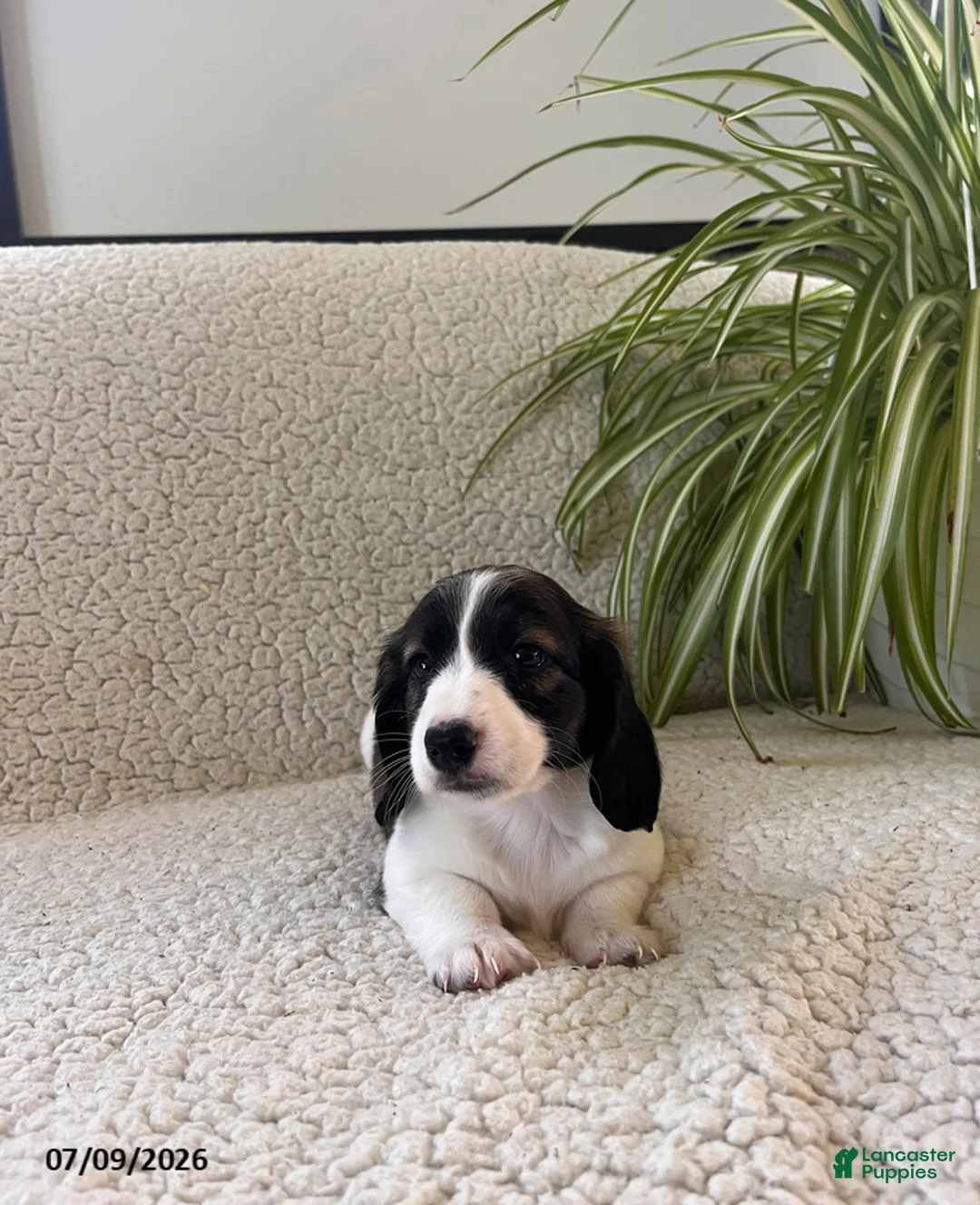 Miniature Dachshund dogs for sale: Bingo - Ad 2