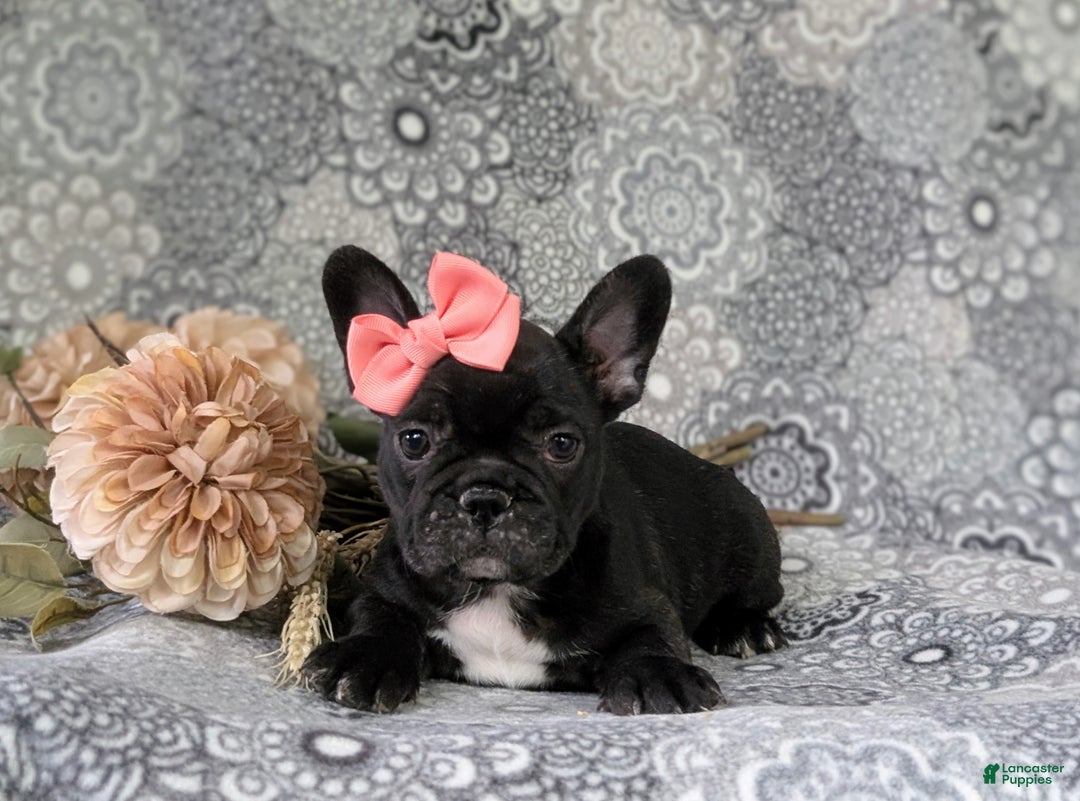 French Bulldog dogs for sale: Nadia - Ad 12