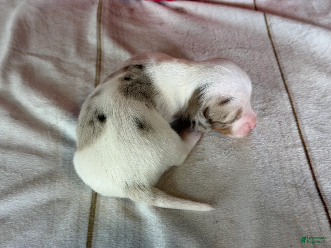 Miniature Dachshund dogs for sale: Akc Flicka LH DNA OFA  - Ad 3