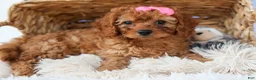 Cavapoo dogs for sale: TAMMY - Ad 9