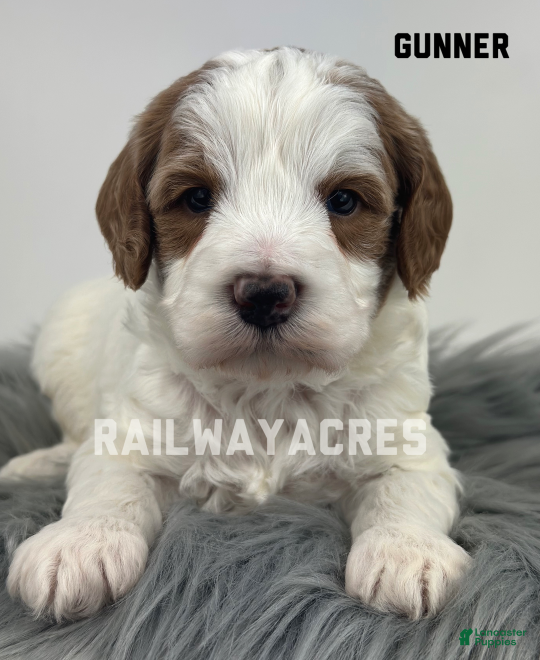 Mini Goldendoodle dogs for sale: Gunner - Ad 1