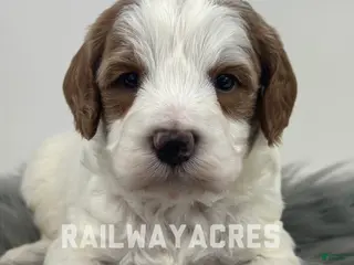 Mini Goldendoodle dogs Gunner - Ad 18