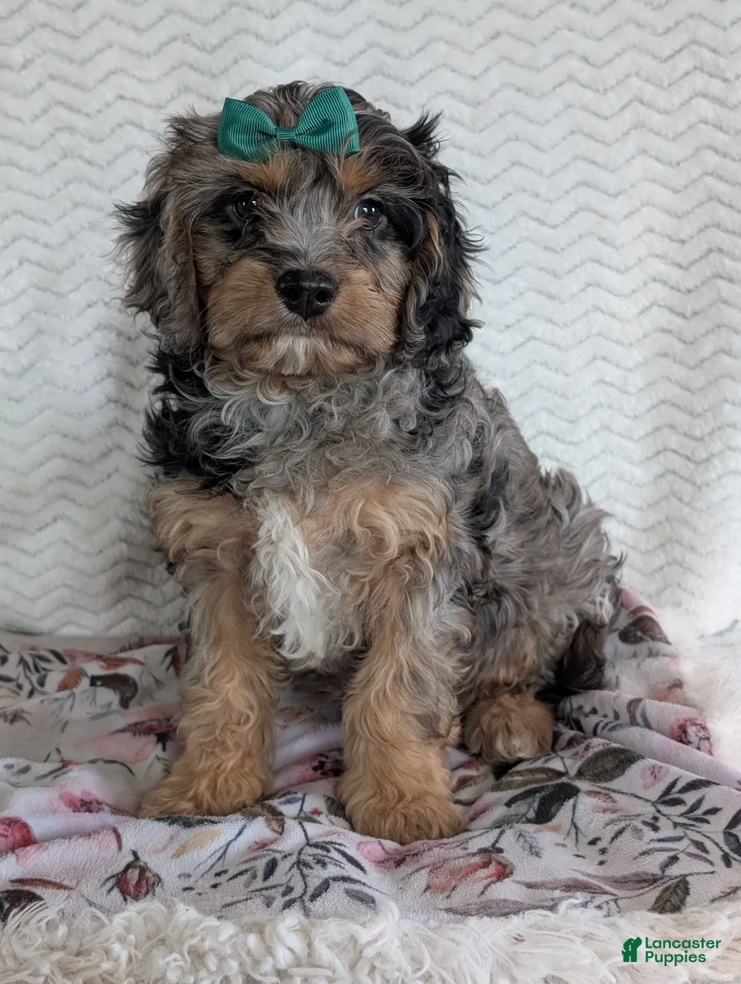 Cavapoo dogs for sale: Bluey - Ad 7