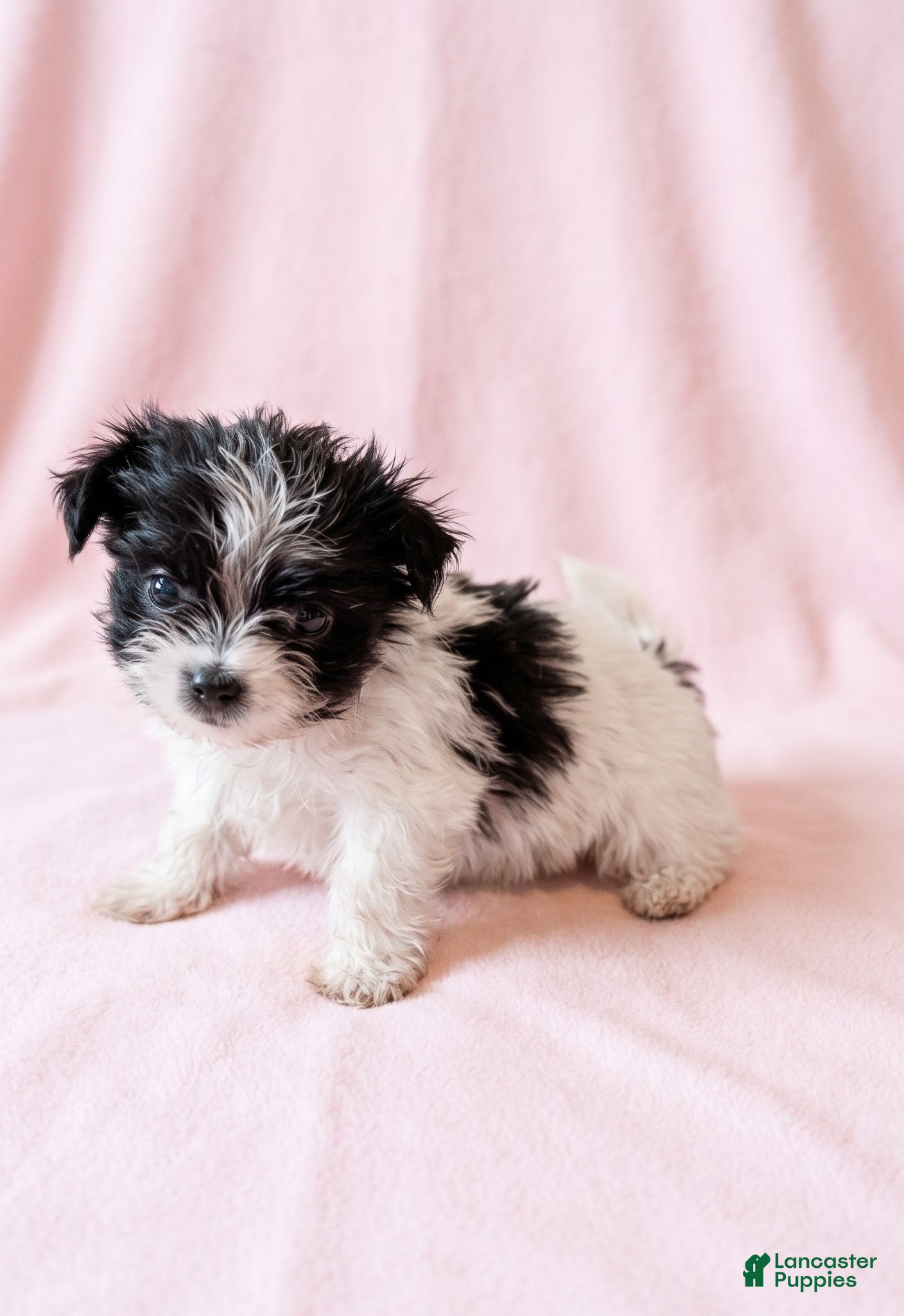 Mixed Breed dogs for sale: Gracie - Ad 1