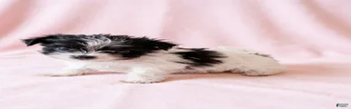 Gracie