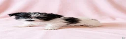 Mixed Breed dogs for sale: Gracie - Ad 1