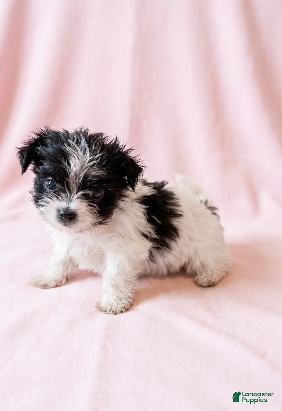Mixed Breed dogs for sale: Gracie - Ad 1