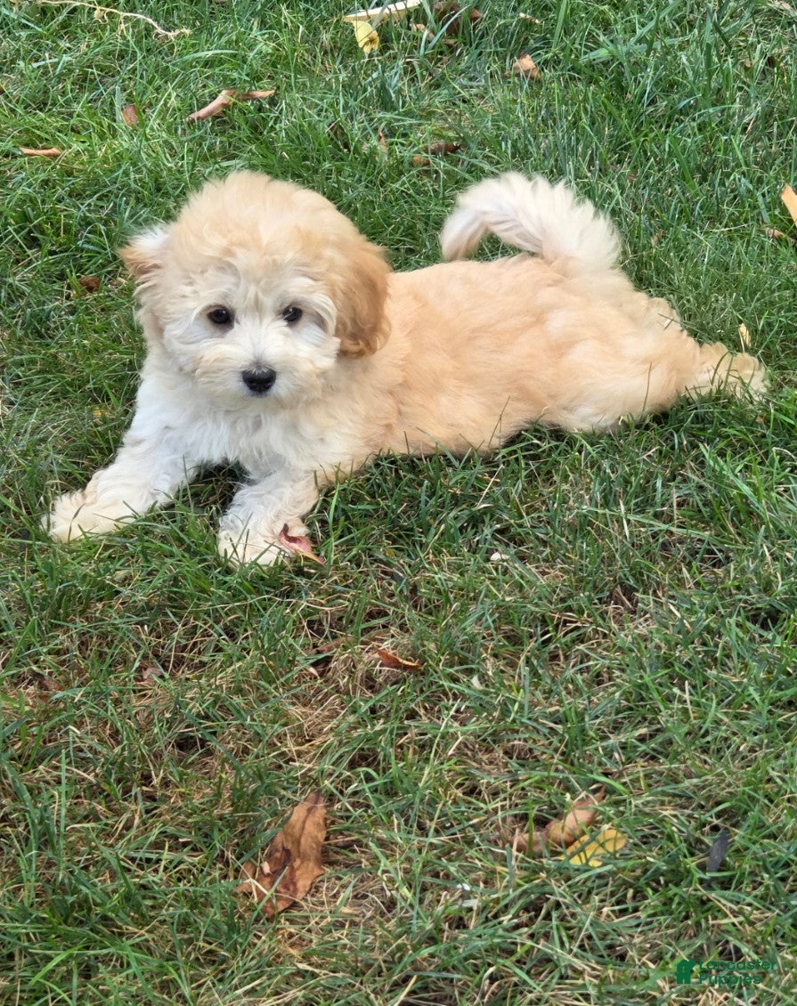 Maltipoo dogs Sandy - Ad 2