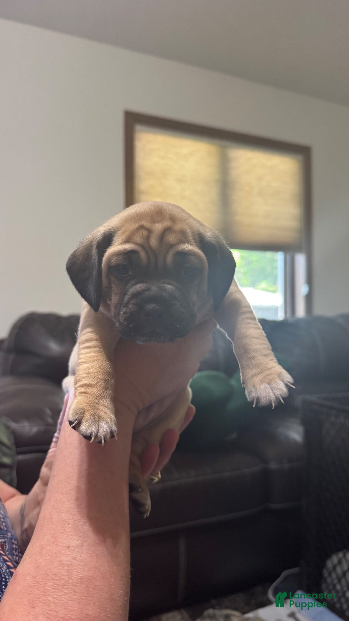 Puggle dogs Red collar  - Ad 1