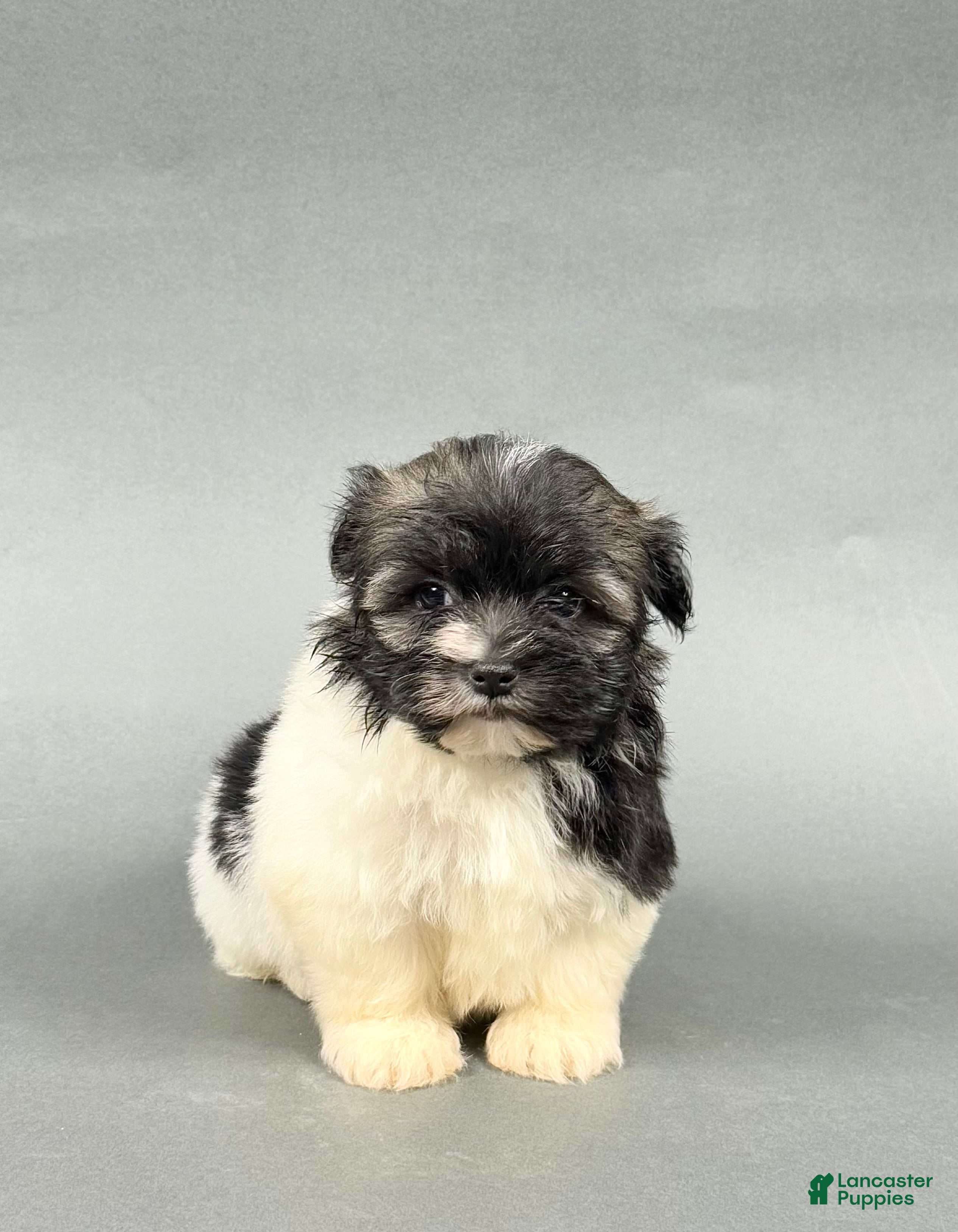 Havanese dogs TREVOR - Ad 33