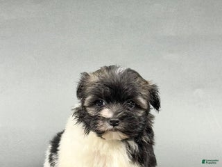 Havanese dogs TREVOR - Ad 30