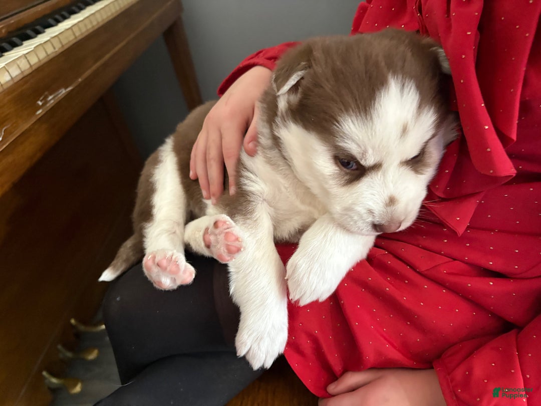 Mixed Breed dogs for sale: Sally - Ad 3