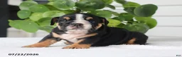 English Bulldog dogs for sale: Callie - Ad 3