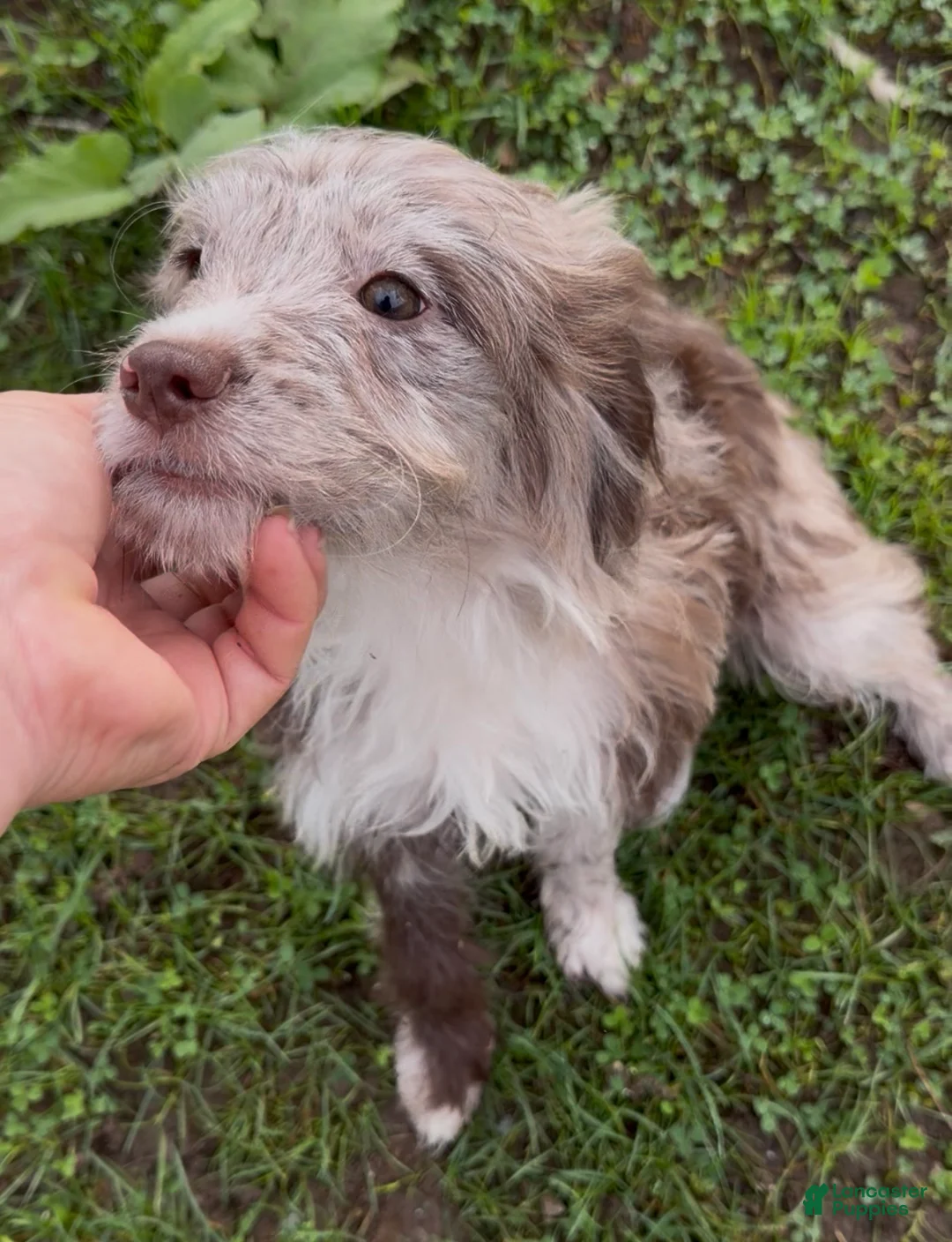 Mini Goldendoodle dogs for sale: Ariel - Ad 2