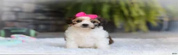 Cavachon dogs for sale: Aspen - Ad 4