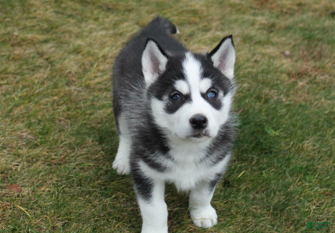 Siberian Husky dogs for sale: Bandit - Ad 6