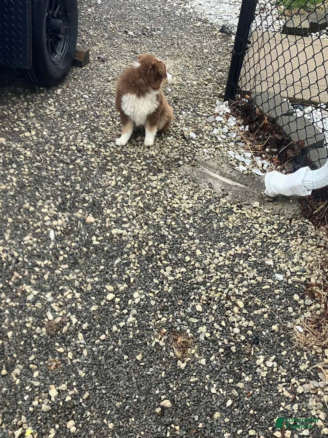 Miniature Australian Shepherd dogs for sale: Ronald - Ad 2