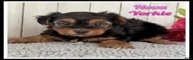 Nova
