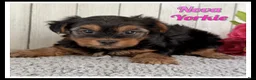 Yorkshire Terrier dogs for sale: Nova - Ad 1