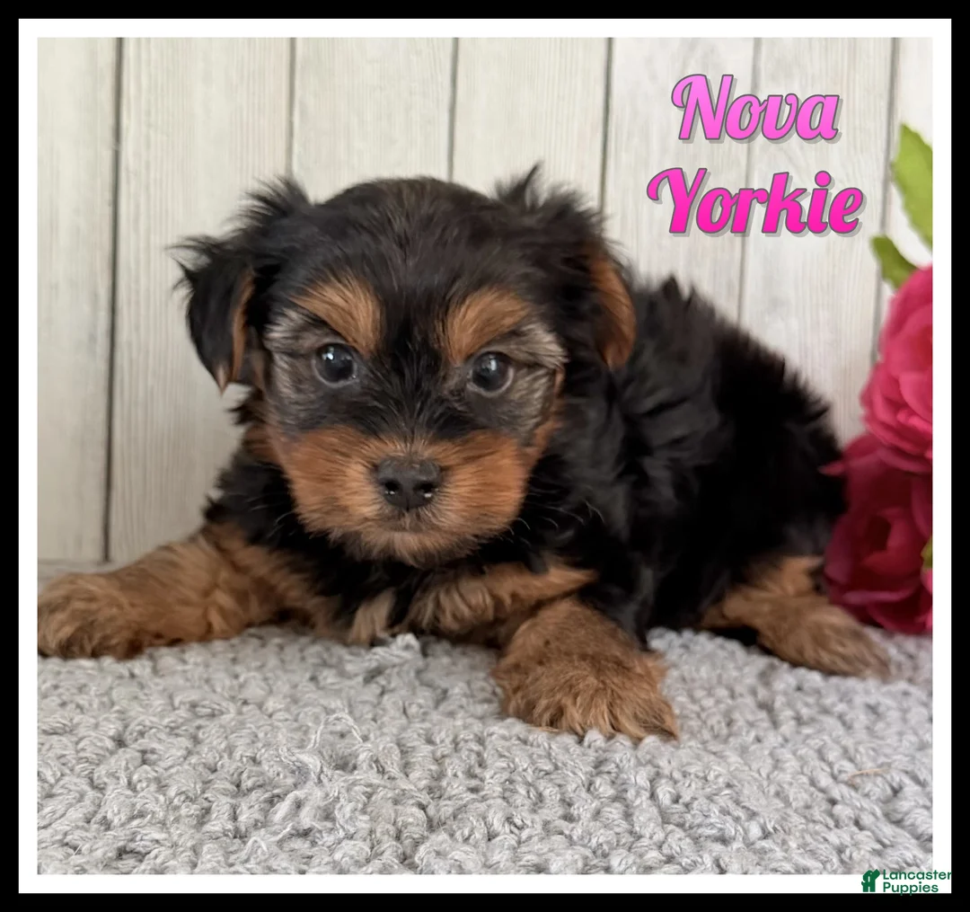 Yorkshire Terrier dogs for sale: Nova - Ad 1
