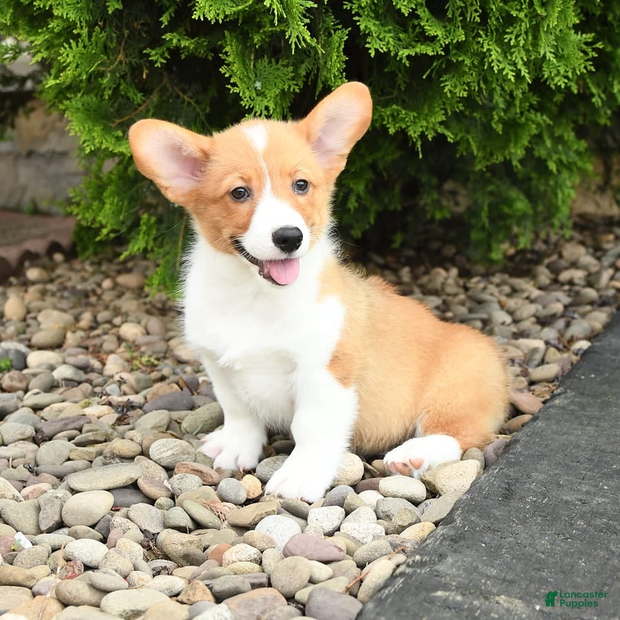 Welsh Corgi Pembroke dogs Cheeto - Ad 6